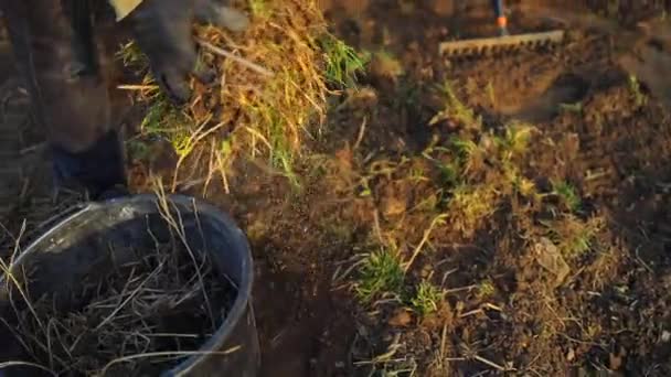 Men Gardener Puts Freshly Cut Grass Black Plastic Basket Lying — Stock videók