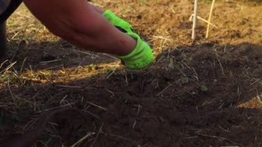 Yeşil sebze bahçesindeki topraktan yabani otları temizleyen kadınlar..
