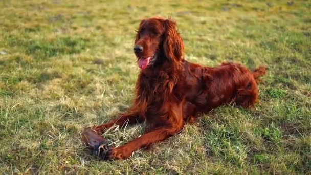 Irish red setter dog with a bone relaxing on green grass background outdoors — Videoclip de stoc