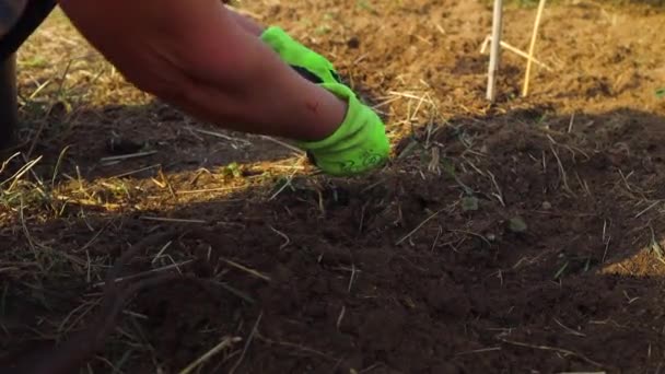 Mulheres mão closeup removendo ervas daninhas do solo na horta verde. — Vídeo de Stock