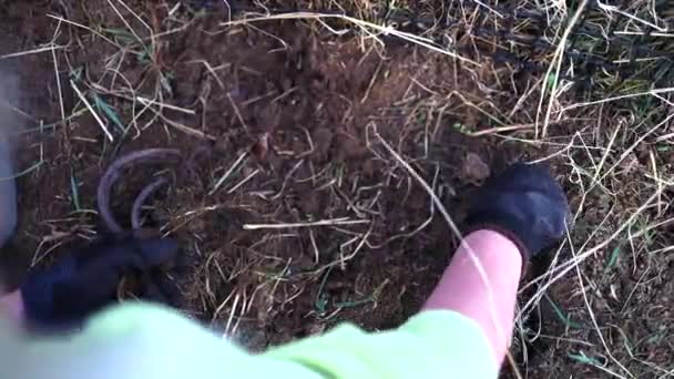Nők kéz közelkép eltávolítása gyomok a talajból zöld zöldséges kertben. — Stock videók