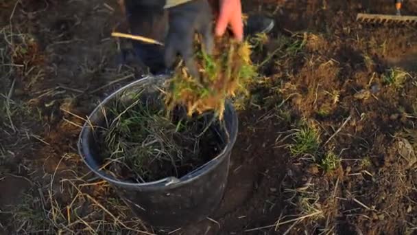 Detailní záběr mužů zahradník dává čerstvě nastříhaná tráva černý plastový koš s ležící na zeleném trávníku v zahradě parku venkovní pro hobby v dovolené. — Stock video