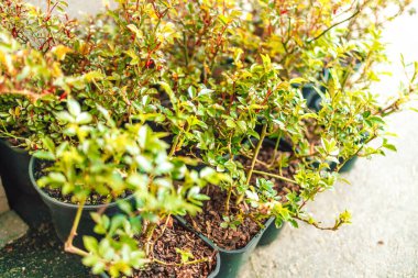 Gri bir terasta siyah plastik bir saksıda gül çiçekleri, baharda ekilecek tohumları hazırlıyorlar.