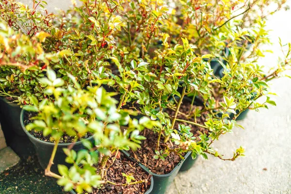Gri bir terasta siyah plastik bir saksıda gül çiçekleri, baharda ekilecek tohumları hazırlıyorlar.