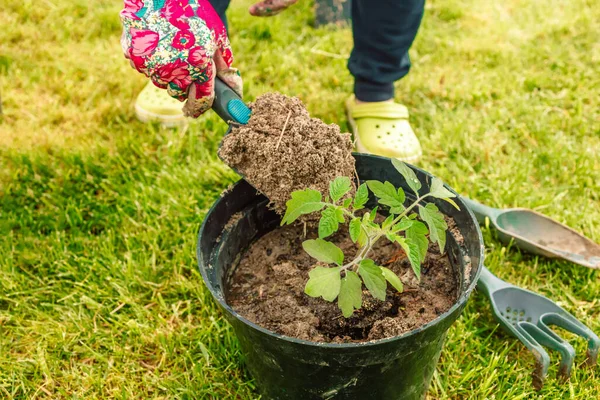 有機庭にトマトの苗を植える農家。地面に苗を植える。苗の上の土で若芽. — ストック写真