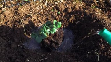 Spring. Watering blooming strawberries from a watering can.