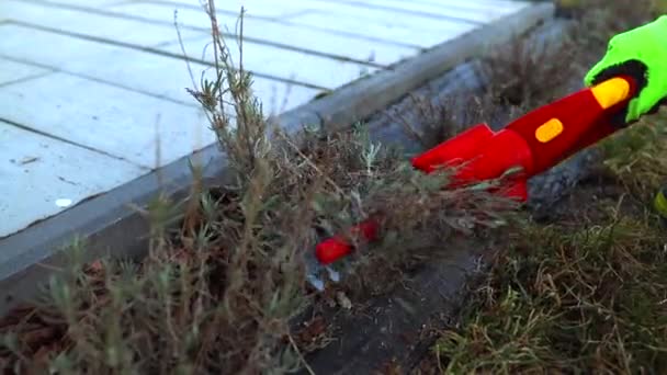 Práce v zahradě.Ořezávání zarostlé suché levandulové keře červenými elektrickými nůžkami na živý plot na jarní zahradě — Stock video