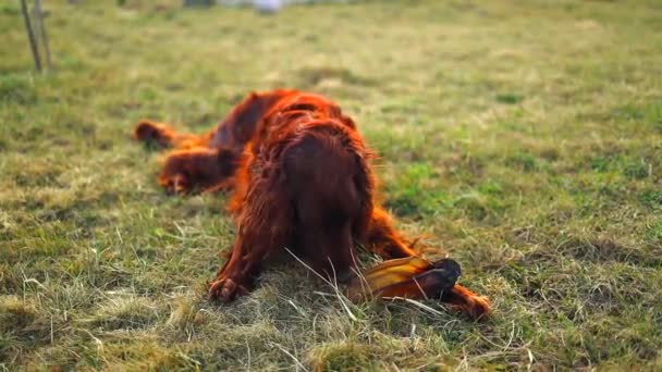 Irish red setter with dog food — Video Stock