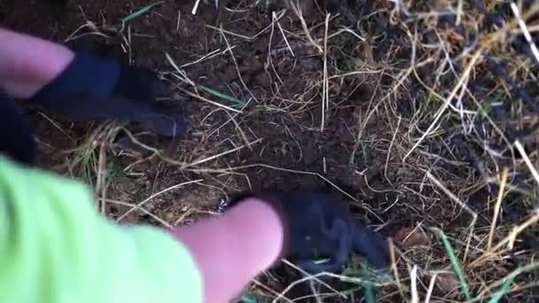 Vrouwen hand closeup verwijderen onkruid uit de bodem in groene moestuin. — Stockvideo