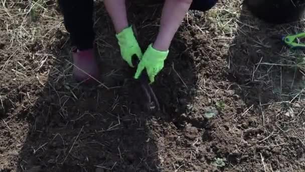 Primeros planos de la mano de las mujeres eliminando las malas hierbas del suelo en el huerto verde. — Vídeo de stock