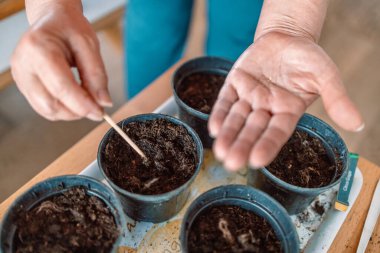 Çiftçilerin elleri siyah plastik kaplara tohum eker. - Yakın çekim. Bahçe sezonu için hazırlık.