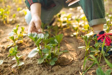 Buğday tarlasında tablet kullanan çiftçi kadın, buğday tarlasında akıllı tarım kavramı