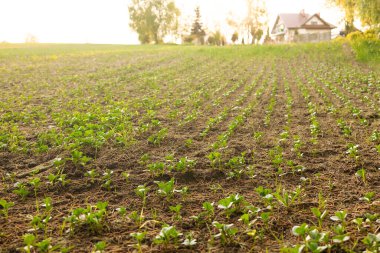Tarım, soya bitkisi tarlada, ilkbaharda, seçici odak