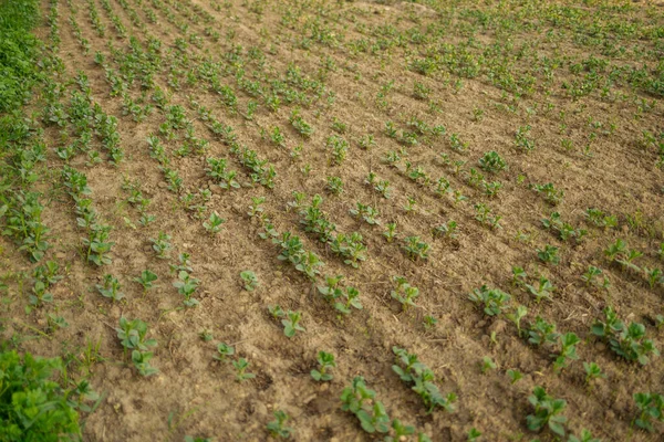 Färska gröna sojabönor på fältet på våren, selektivt fokus — Stockfoto