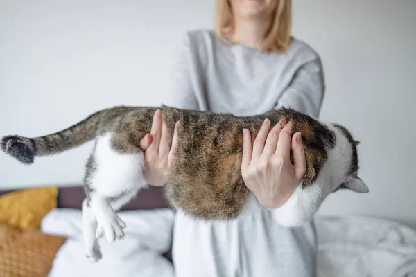 Spor elbiseli kadın elleri evde büyük bir tekir kedi tutuyor. — Stok fotoğraf