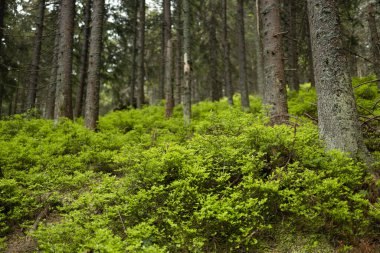Ormandaki yüksek yeşil ağaçların arka planında güneş ışınları var. 