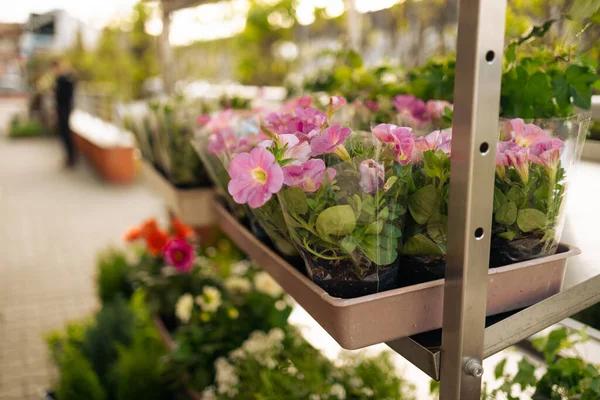 Indoor plant store. A large set of indoor small plants. Gardening, horticulture. Potted azalea blooming with red and white flowers growing in plastic pots for sale in greenhouse.