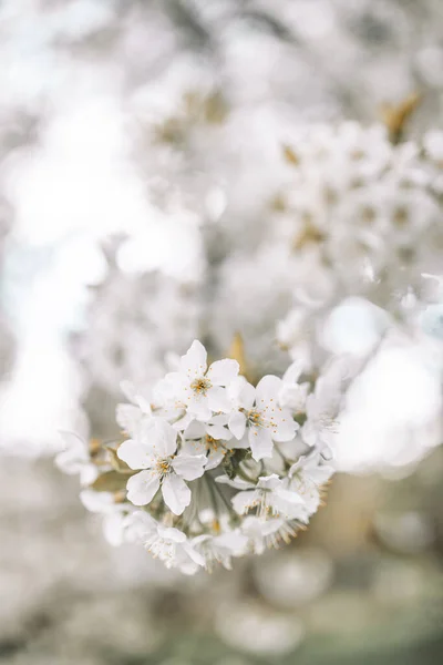 Springtime Flowering Branches Bee Copy Space Banner — Stock Fotó