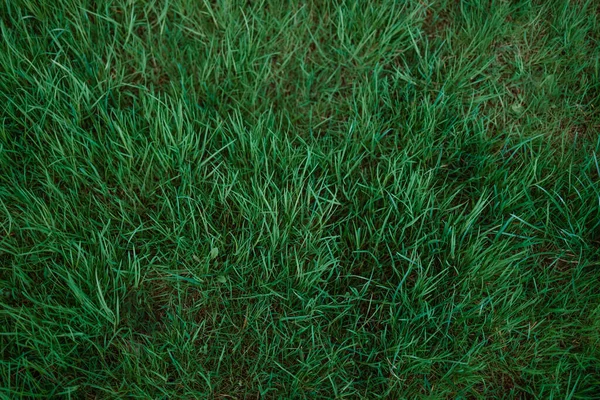 Grünes Gras Mit Verschwommenem Hintergrund Foto Für Banner — Stockfoto