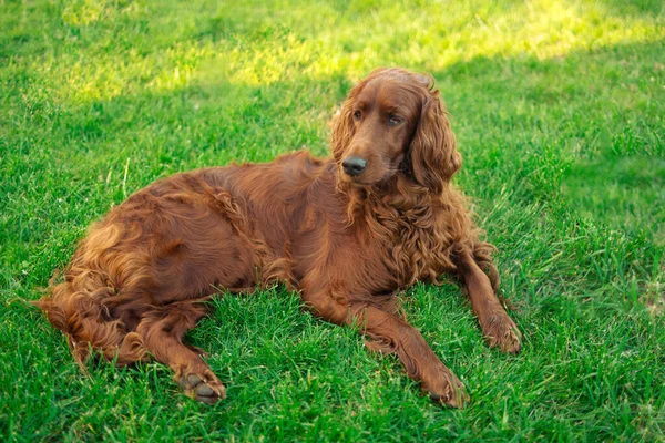 Irlandeză Câine Setter Roșu Relaxare Fundal Iarbă Verde Aer Liber — Fotografie, imagine de stoc