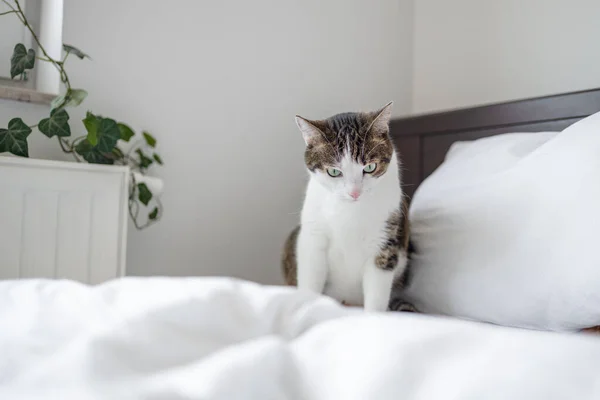 Niedliche Grau Gestromte Katze Liegt Auf Dem Bett Und Schläft — Stockfoto