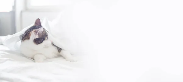 Cute Gray Striped Kitten Beautiful Striped Kitten Lie Soft White — Stock Photo, Image