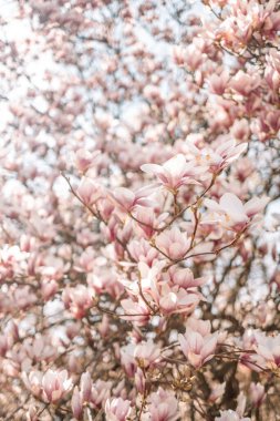 Yumuşak, pembe, çiçek açan manolya güneş ışığının arka planında bahar kapanışında. Çiçekli manolya ağacı.