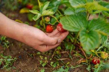 Çilek meyveleri bahçedeki çilek çalılarının üzerinde olgunlaşır.