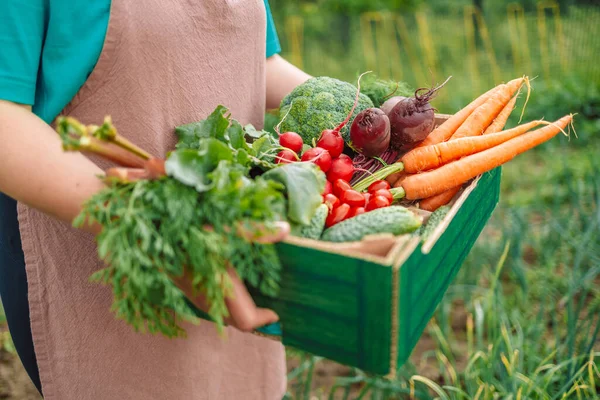 Autentisk Bild Glad Bonde Som Håller Papperslådan Med Färska Skördade — Stockfoto