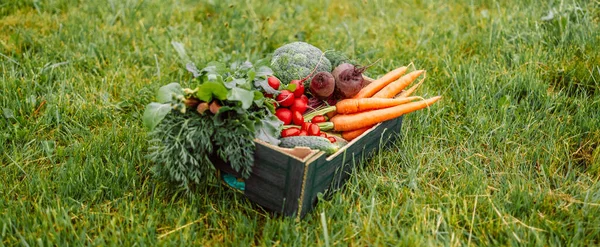 Färska Rädisa Tomater Gurka Betor Grönsaker Grön Trälåda Grönt Gräs — Stockfoto