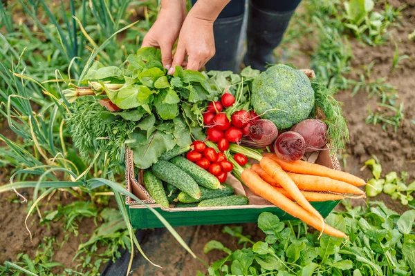 Kvinnliga Händer Som Håller Nyskörd Friska Ekologiska Livsmedel Grönsaker Jordbruk — Stockfoto