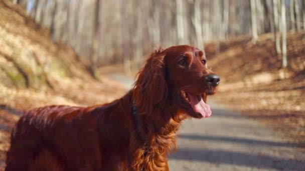 Autumn Portrait Dog Breed Irish Setter Sunshine Gold Color Forest — Stock Video