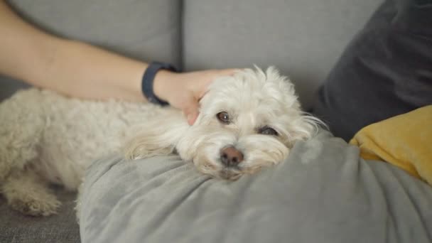 Ontspannen Schattige Kleine Bichon Frize Hond Liggend Een Bank Thuis — Stockvideo