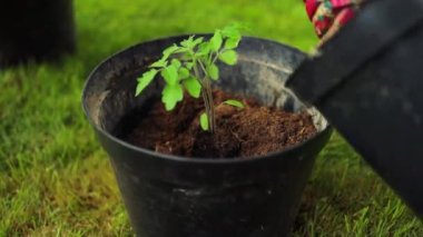 Kadın eli toprağı tencereye döker. Ev serasında bahçeyle uğraşan yaşlı bir çiftçi kadın. Dişi eller, dışarıdaki siyah tencerede toprağa domates tohumu ekiyor. İlkbaharda ekim ve bahçe işleri.