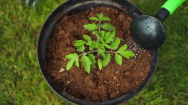 Sera bahçesinde domates tohumu suluyorum. Yüksek kaliteli FullHD görüntüler