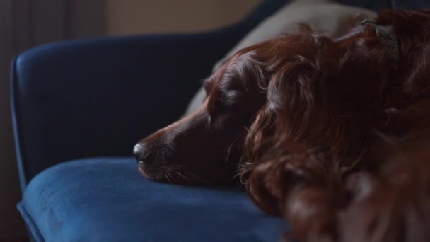 Filhote Cachorro Setter Irlandês Vermelho Doce Dormindo Cama Cão Imagens — Vídeo de Stock
