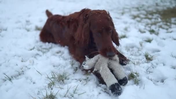 冬の時間に外に白い羊のおもちゃでリラックスしたアイルランドのセッター犬の遊び 高品質のフルHd映像 — ストック動画