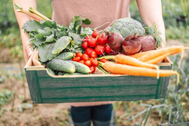 Yeşil karton kutuyu olgun sebzelerle kapatın. Serada sebze toplayan genç ve çekici bir çiftçi kadın.