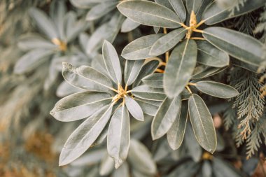 Yakın plan doğal yeşil Schefflera Arboricola desenli arka plan. Tropikal yapraklardan oluşan yaratıcı bir düzen.