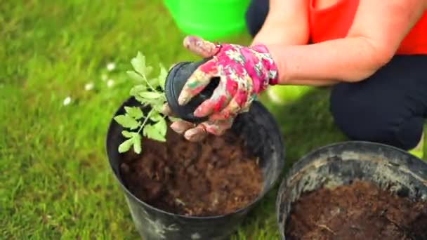 女手将泥土倒入锅中 农妇在自家温室种花 雌性手在室外的黑锅中将番茄幼苗种植在土壤中 春天的种植和园艺 — 图库视频影像