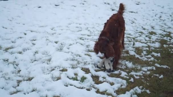 Rahatlamış Rlandalı Köpek Kışın Dışarıda Beyaz Bir Koyun Oyuncağıyla Oynuyor — Stok video