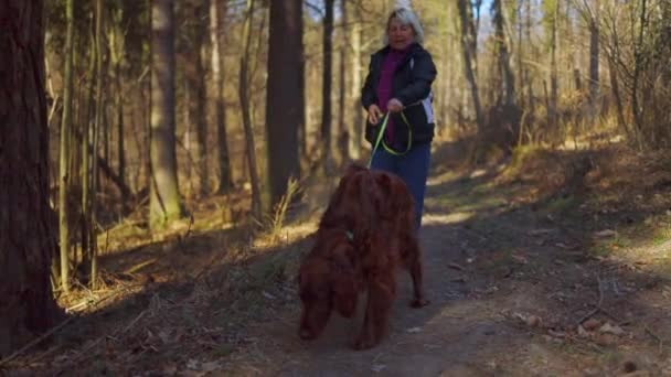 50S 60S Blonde Woman Her Cute Irish Setter Dog Walking — Stock Video