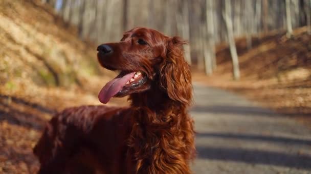 Sonbahar Portresi Köpekleri Gün Işığı Altın Renkli Ormanlarda Rlanda Setter — Stok video