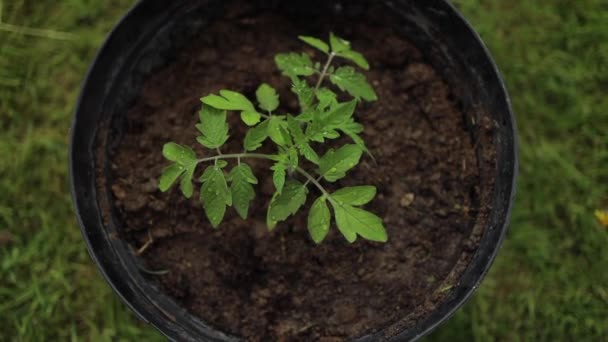 緑の芝生の背景に黒いプラスチック鍋で自然トマトの植物農業 クローズアップ — ストック動画
