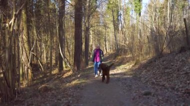 50 'lerin sarışın kadını ve onun tatlı İrlandalı köpeği altın sonbahar parkında yolda yürüyor.. 