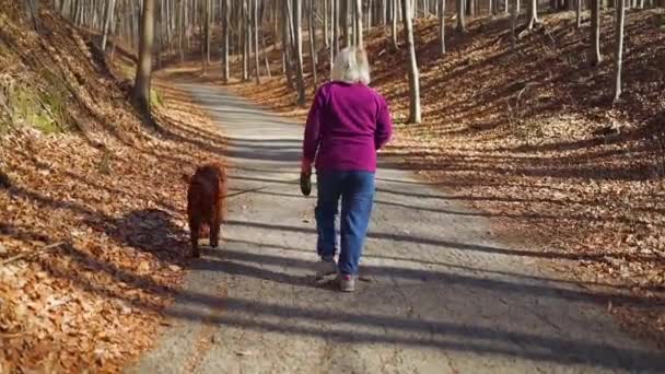 Évekbeli Szőke Cuki Szetter Kutyája Sétálnak Úton Arany Őszi Parkban — Stock videók