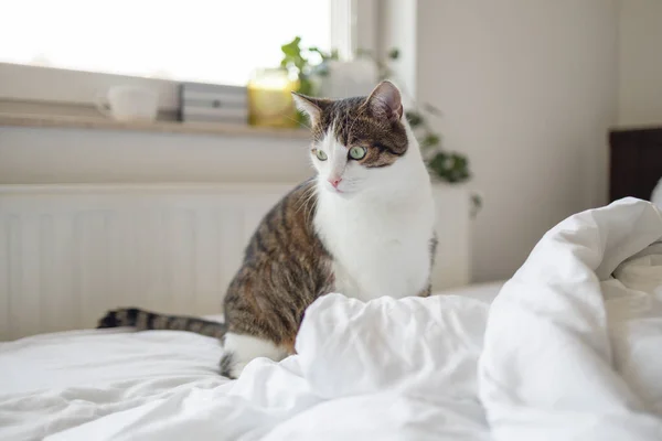Tabby Grau Gestreifte Katze Liegt Bett Auf Einem Grauen Hintergrund — Stockfoto