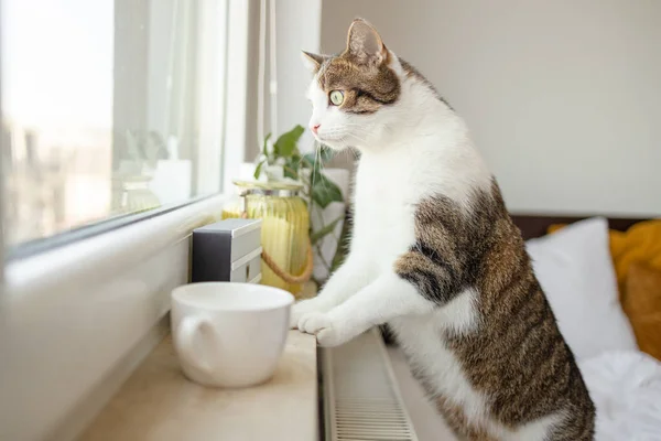 Einsame Grau Gestromte Katze Lehnt Mit Hochgerecktem Schwanz Glasfenster Des — Stockfoto