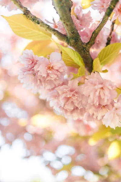 Scène Magique Avec Des Fleurs Cerise Des Étincelles Magiques Beau — Photo