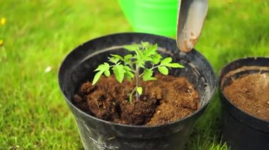 Kadın eli toprağı tencereye döker. Ev serasında bahçeyle uğraşan yaşlı bir çiftçi kadın. Dişi eller, dışarıdaki siyah tencerede toprağa domates tohumu ekiyor. İlkbaharda ekim ve bahçe işleri.